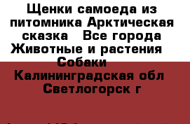 Щенки самоеда из питомника Арктическая сказка - Все города Животные и растения » Собаки   . Калининградская обл.,Светлогорск г.